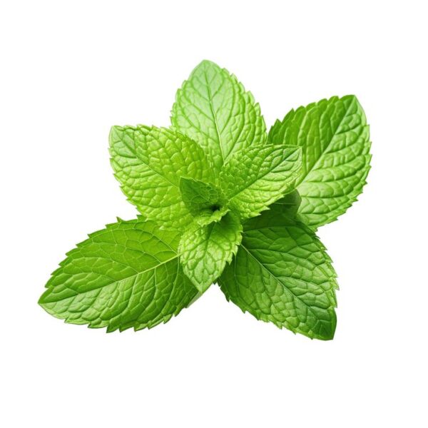 نعناع